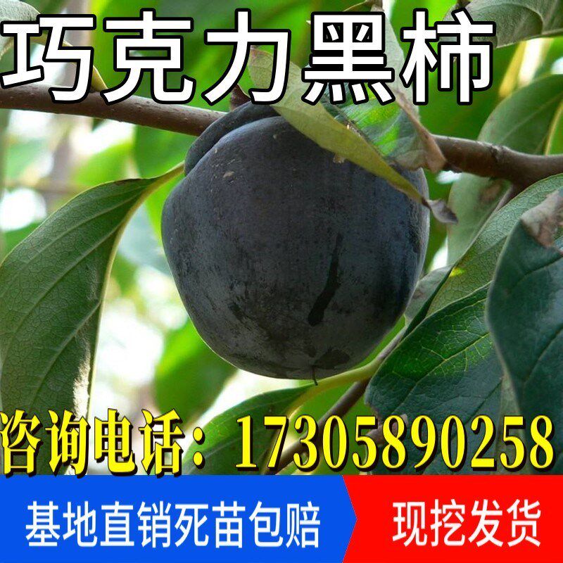 无核柿子苗嫁接苗柿子树苗日本甜柿磨盘柿树苗当年结果苗 券利返