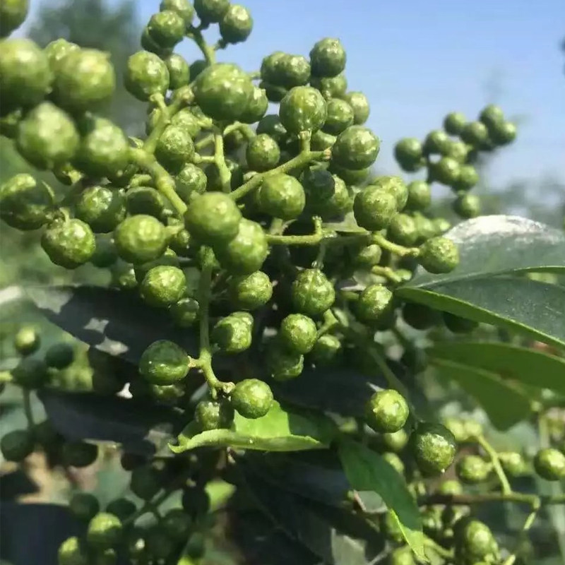 花椒苗树无刺当年结果盆栽地栽食用四川汉源嫁接大红袍花椒树苗木