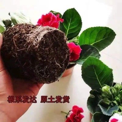 重瓣大岩桐盆栽富贵芙蓉花