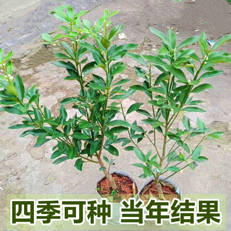 脆蜜金桔苗融安滑皮果树四