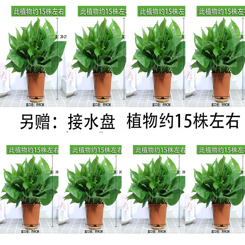 绿萝盆栽室内吸甲醛植物长藤大绿箩土水培养客厅花卉吊兰盆景包邮