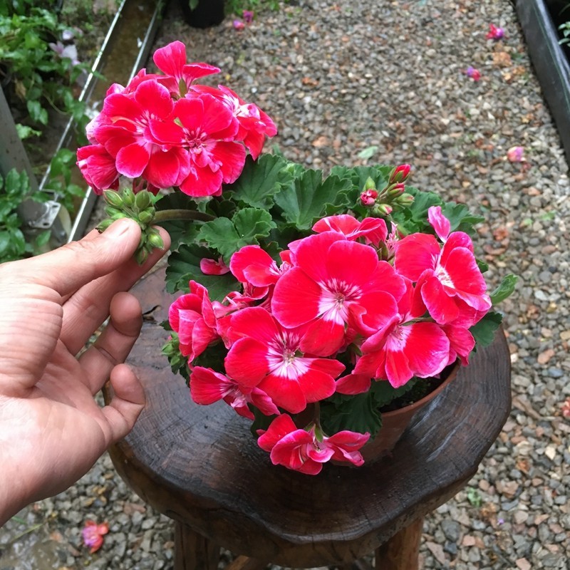 天竺葵重瓣  花叶成品花苗垂吊多年生花园阳台装饰 盆栽带土发货