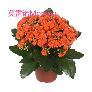 爱米园艺长寿花苗重瓣盆栽绿植室内花卉卡兰女神系列-莫雷诺