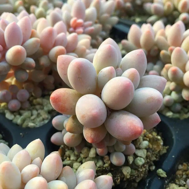 婴儿手指群生多头多肉植物盆栽肉肉新手植物办公室创意花卉绿植
