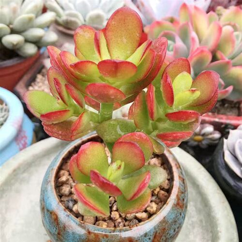 多肉植物姬红花月红叶玉树盆栽新花月锦黄金花月新手好养植物绿植