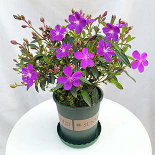 巴西野牡丹花盆栽绿植紫牡丹常年开花四季长绿好养耐热阳台室外植