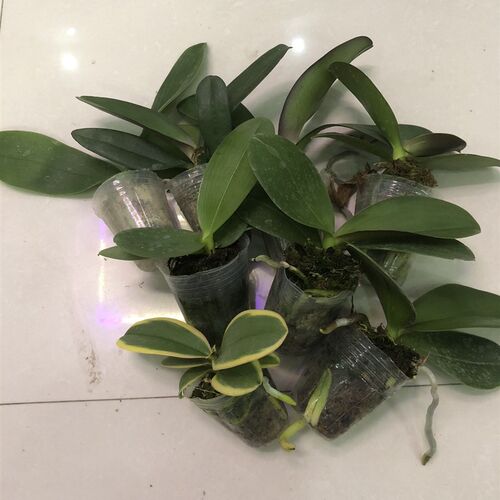 蝴蝶兰练手新手四季兰花好养1.7-2.0寸杯18.8随机发4颗不同品种