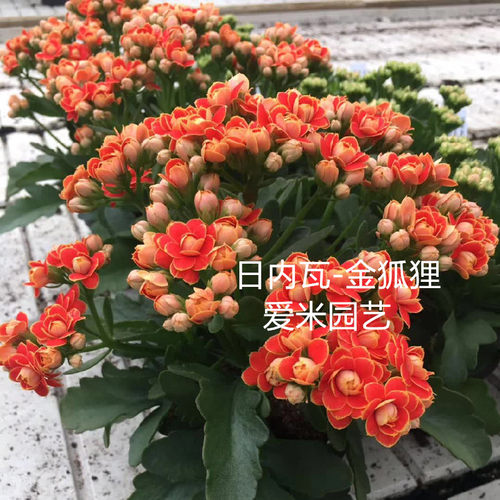 爱米园艺盆栽绿植室内花卉长寿花重瓣新品日内瓦-金狐狸