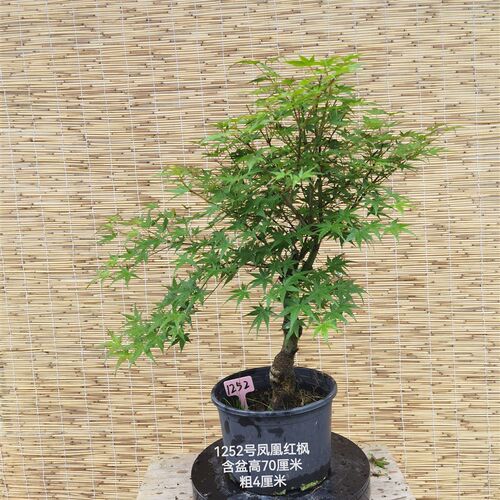 实物一物一拍 日本红枫 凤凰 日枫 红叶枫树彩叶观叶植物庭院盆景