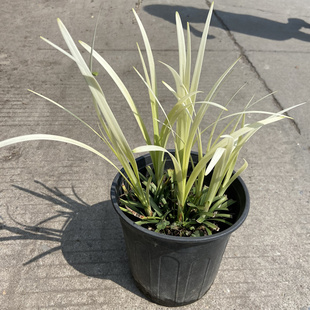 英国山麦冬纯金啤酒盆栽沿阶草四季常绿多年生花镜植物观赏草包邮