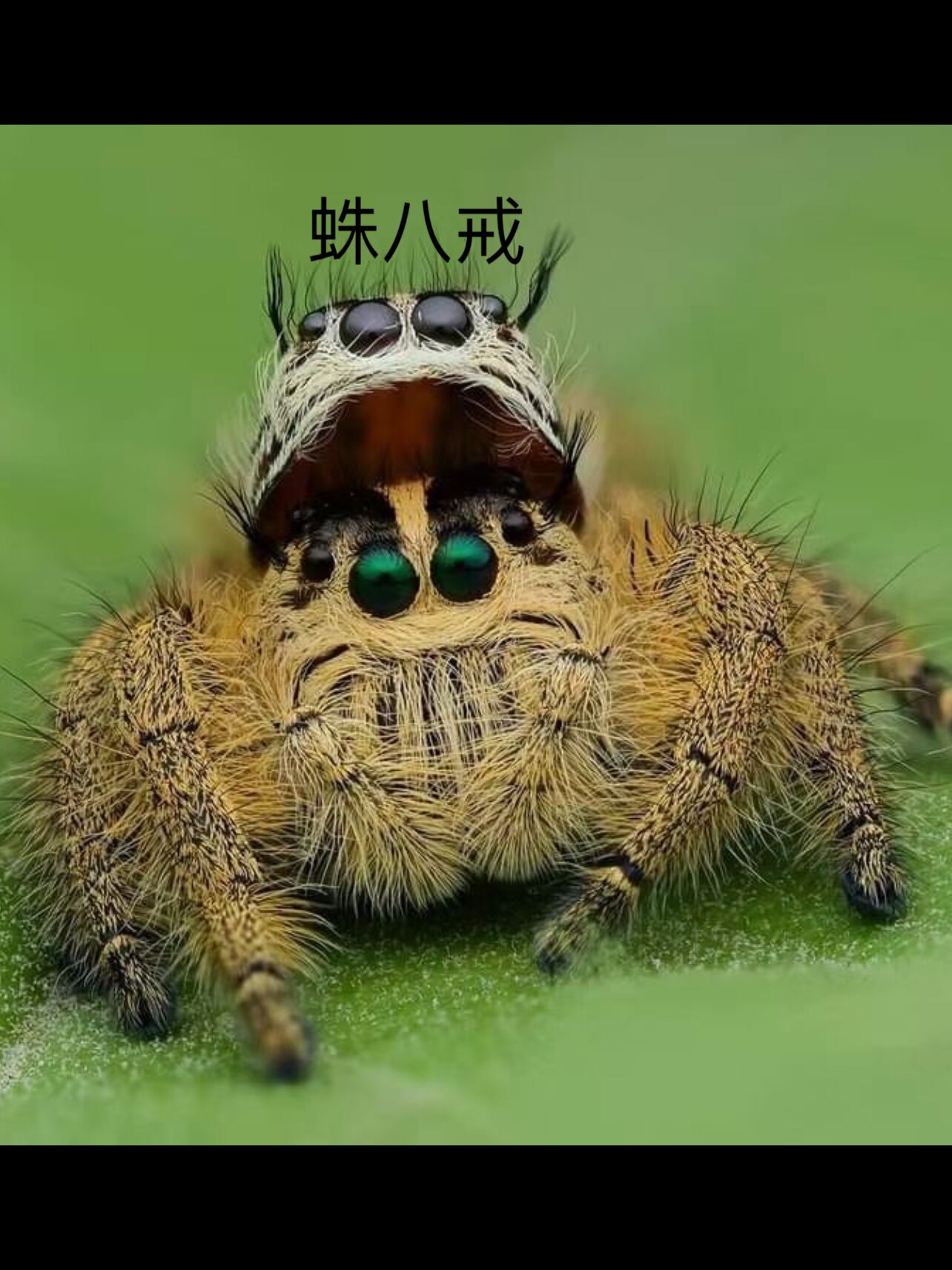 跳蛛斑腹蝇象跳蛛螳螂兰花螳螂卢卡斯跳蛛小朋友礼物微距摄影模特