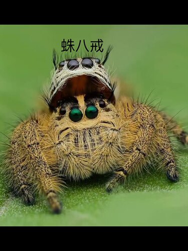 跳蛛斑腹蝇象跳蛛螳螂兰花螳螂卢卡斯跳蛛小朋友礼物微距摄影模特
