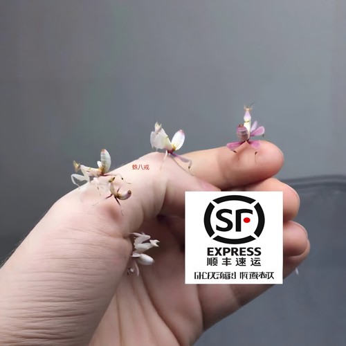 螳螂宠物兰花螳螂活体螳螂活体昆虫小朋友礼物微距摄影微景观造景