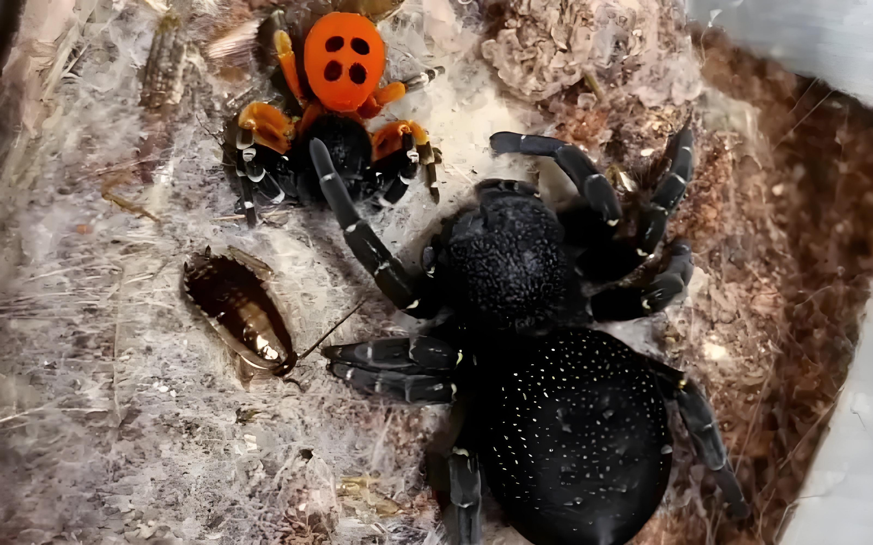 蜘蛛活体宠物蜘蛛科氏隆头蛛无毒蜘蛛小朋友宠物织网蜘蛛