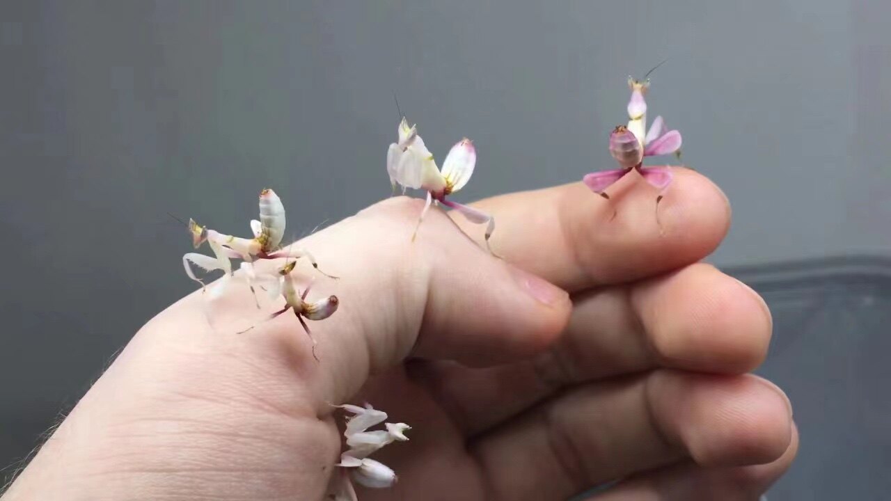螳螂宠物兰花螳螂活体螳螂活体昆特色爬宠/鸣虫
