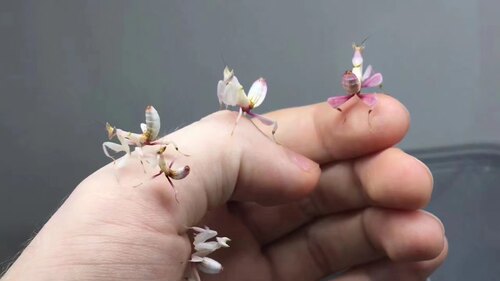 螳螂宠物兰花螳螂活体螳螂活体昆虫小朋友礼物微距摄影微景观造景