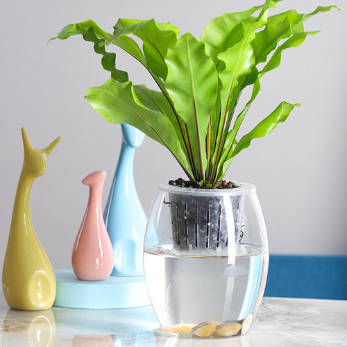 水培植物容器圆球形鱼缸玻璃瓶