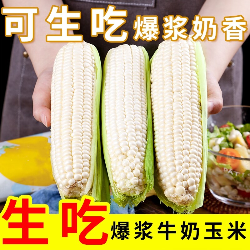 漳州可生吃爆浆牛奶玉米水果玉米免煮即食爆汁甜玉米现摘奶油玉米