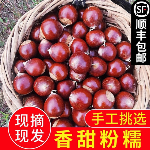 建瓯锥栗板栗自由秋现摘油栗栗子