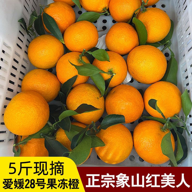 正宗象山红美人大棚果现摘爱媛28号果冻橙红美人柑橘礼盒装五斤