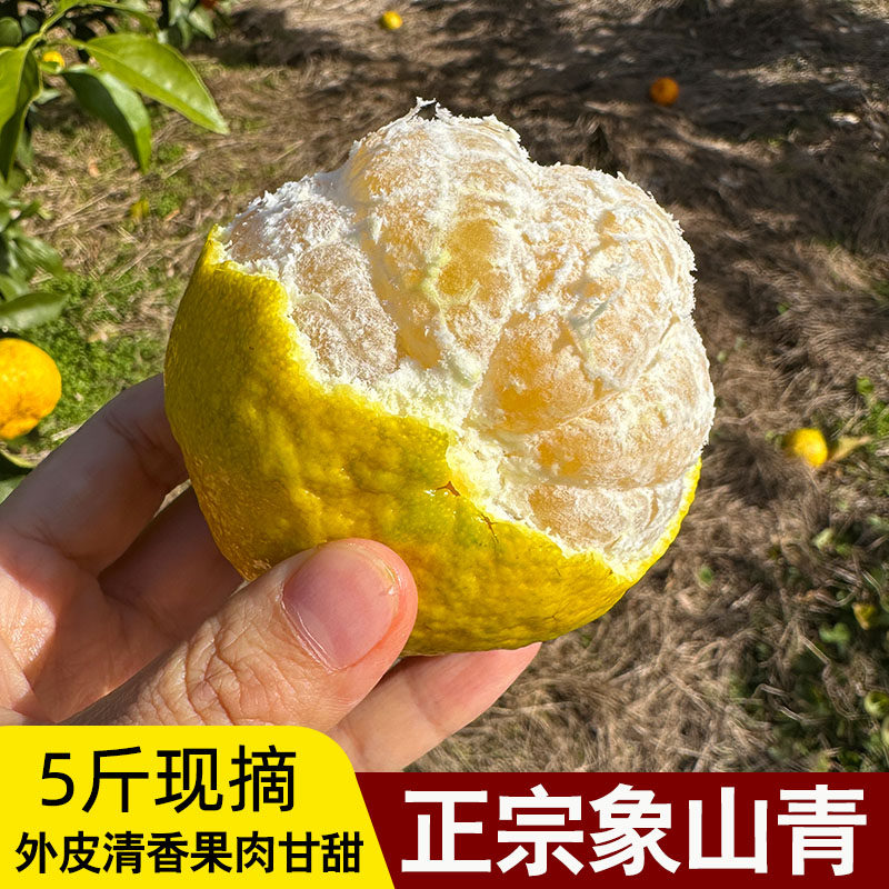 正宗象山青浙江宁波青柑橘黄金贡柚外皮清香果肉甘甜春香象山青
