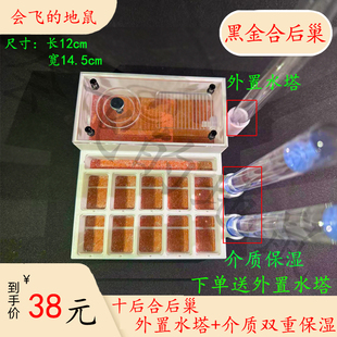 黑金弓背蚁十后合后巢拯救弱后费氏弓背蚁合后巢尼克巴突厥平面