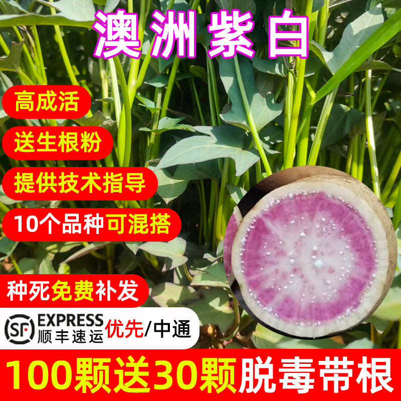 澳洲紫白红薯苗脱毒紫薯蜜薯烟薯25冰淇淋小香薯地瓜苗番薯苗