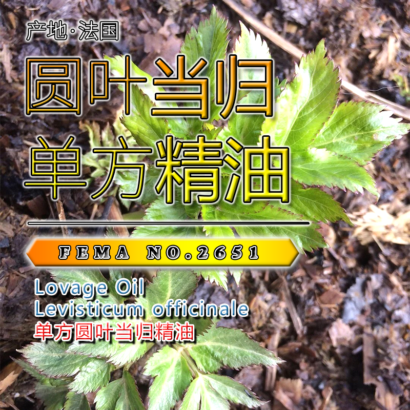 圆叶当归精油5mL