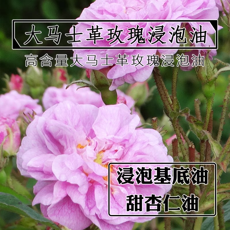 大马士革玫瑰浸泡油50mL/100mL