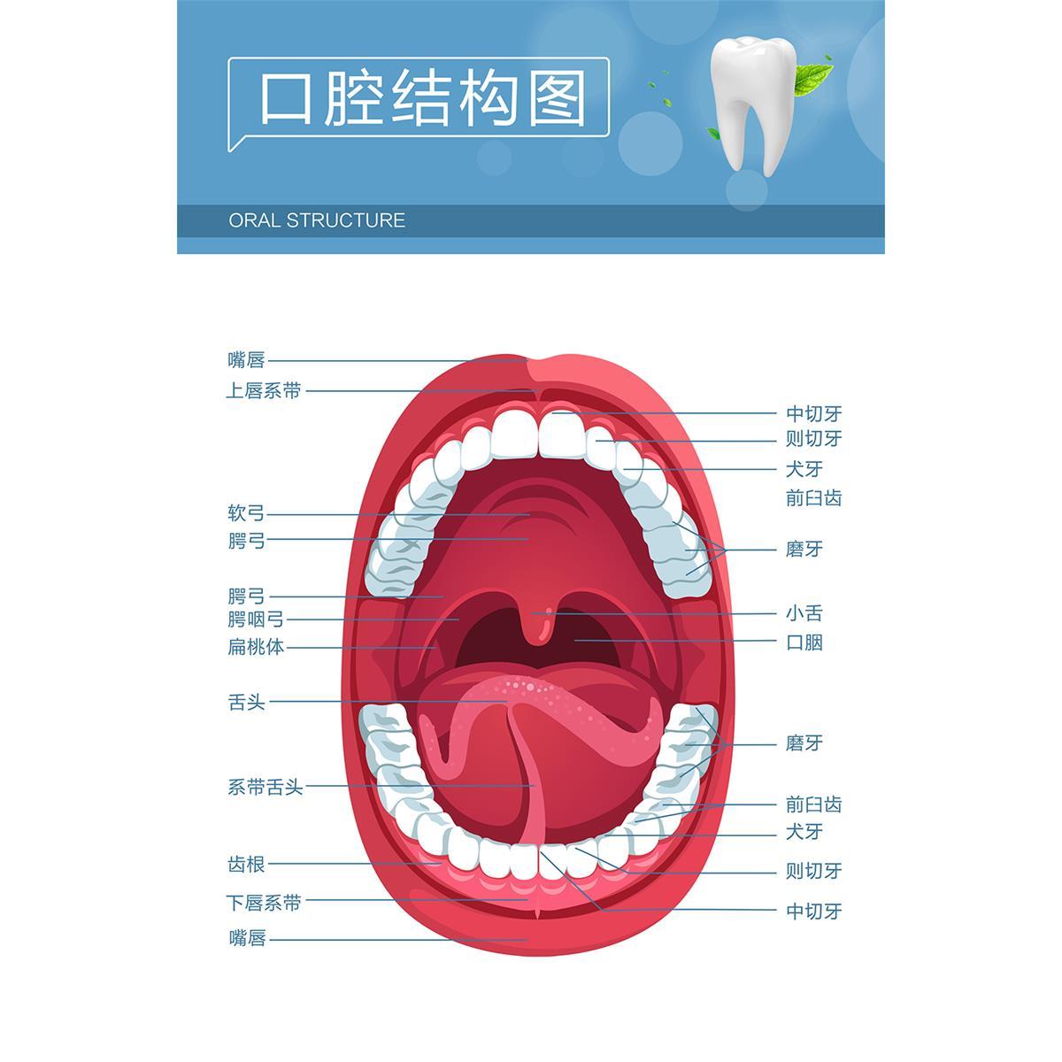 口腔诊所海报牙科诊室宣传海报口腔科墙面贴纸口腔结构图牙齿壁画