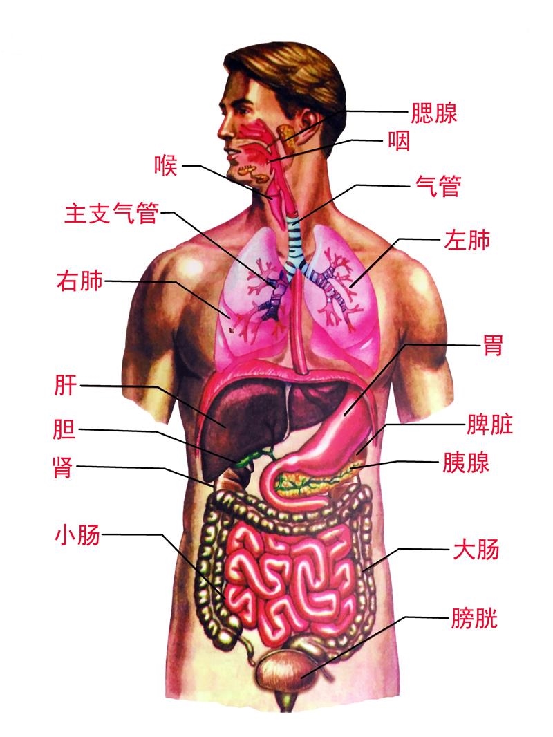 人身内脏器官位置图片