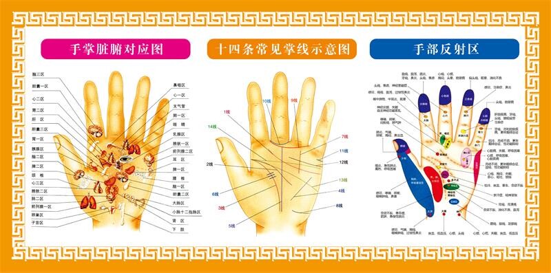 手掌脏腑对应图装饰画十四条常见常线示意图展板手部反射区海报