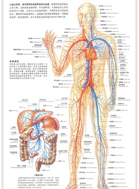 医院诊所人体心和血液静动脉循环系统图宣传画挂图墙贴纸海报