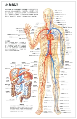 医院诊所人体心和血液静动脉循环系统图宣传画挂图墙贴纸海报