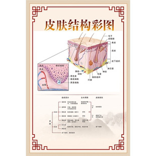 皮肤病墙贴纸皮肤疾病常见图谱贴纸医院皮肤科挂图宣传海报装饰画