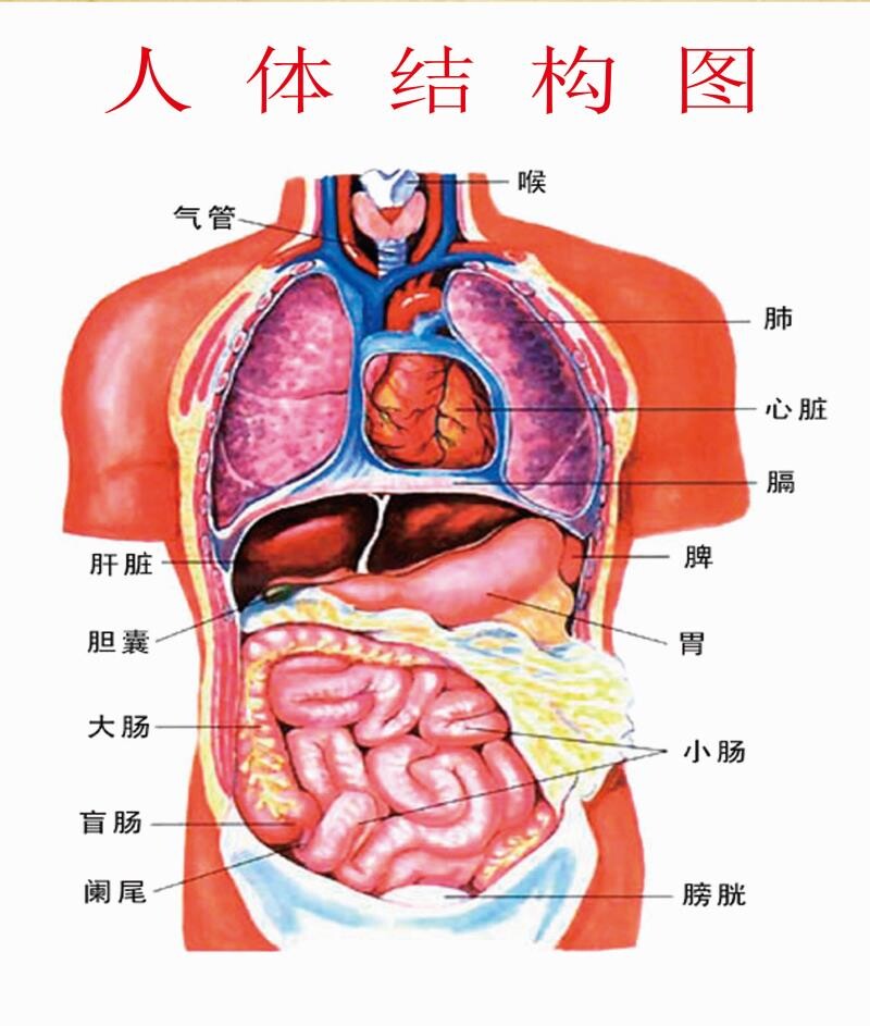 人体结构图墙贴纸人体骨骼结构图人体解剖图挂图海报展板写真喷绘
