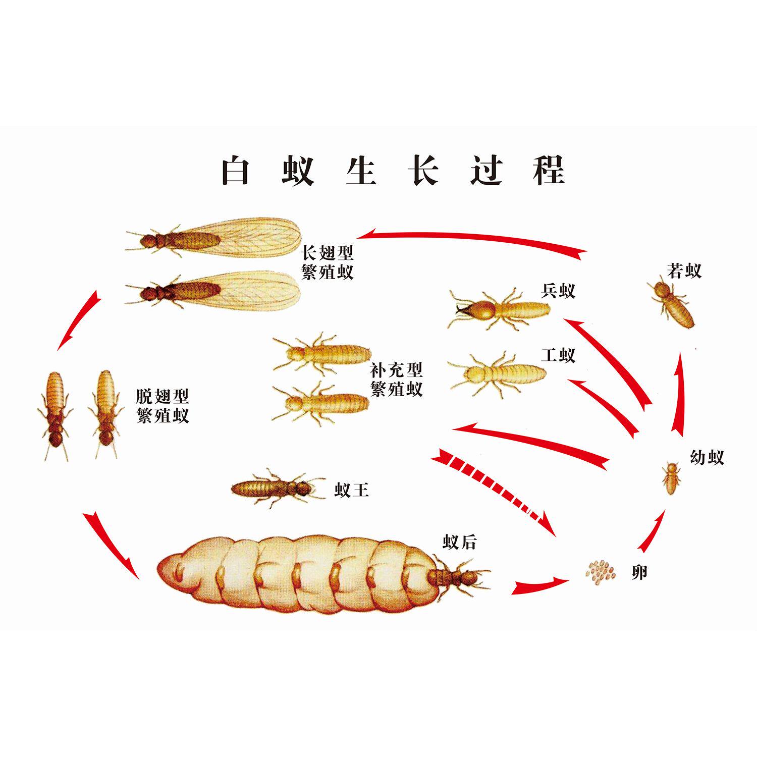 昆虫结构白蚁生长过程图分化示意图海报定印制展板贴纸墙挂图kt板