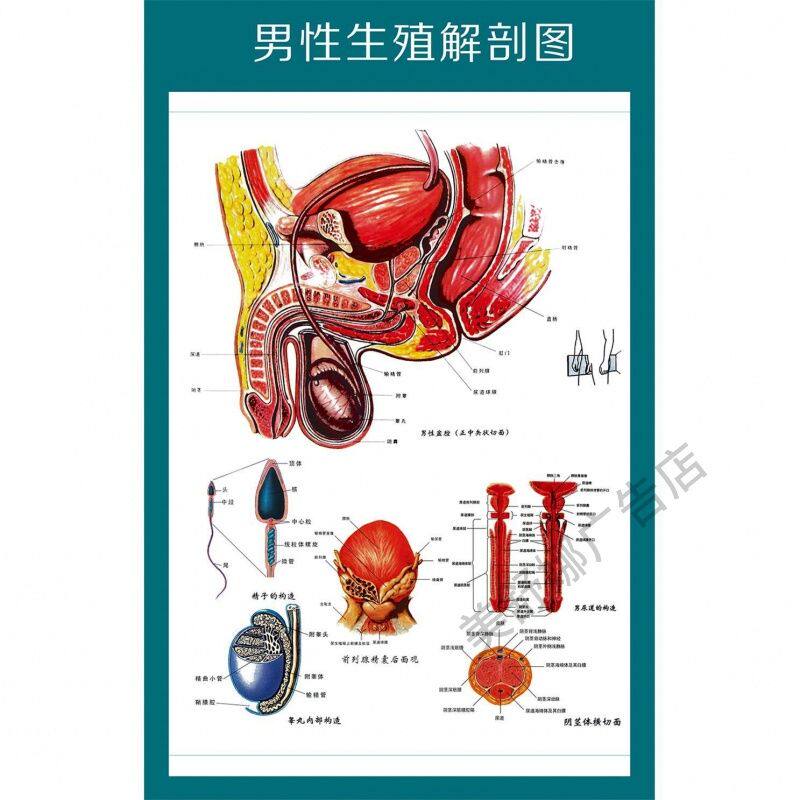 男性生殖解剖图泌尿生殖系统解剖图人体解剖挂图医院诊所海报墙贴