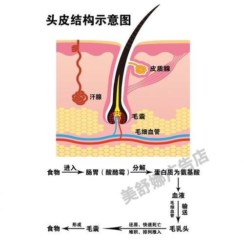 头皮结构示意图中医医院诊所皮肤科毛发生长背景墙宣传海报贴画