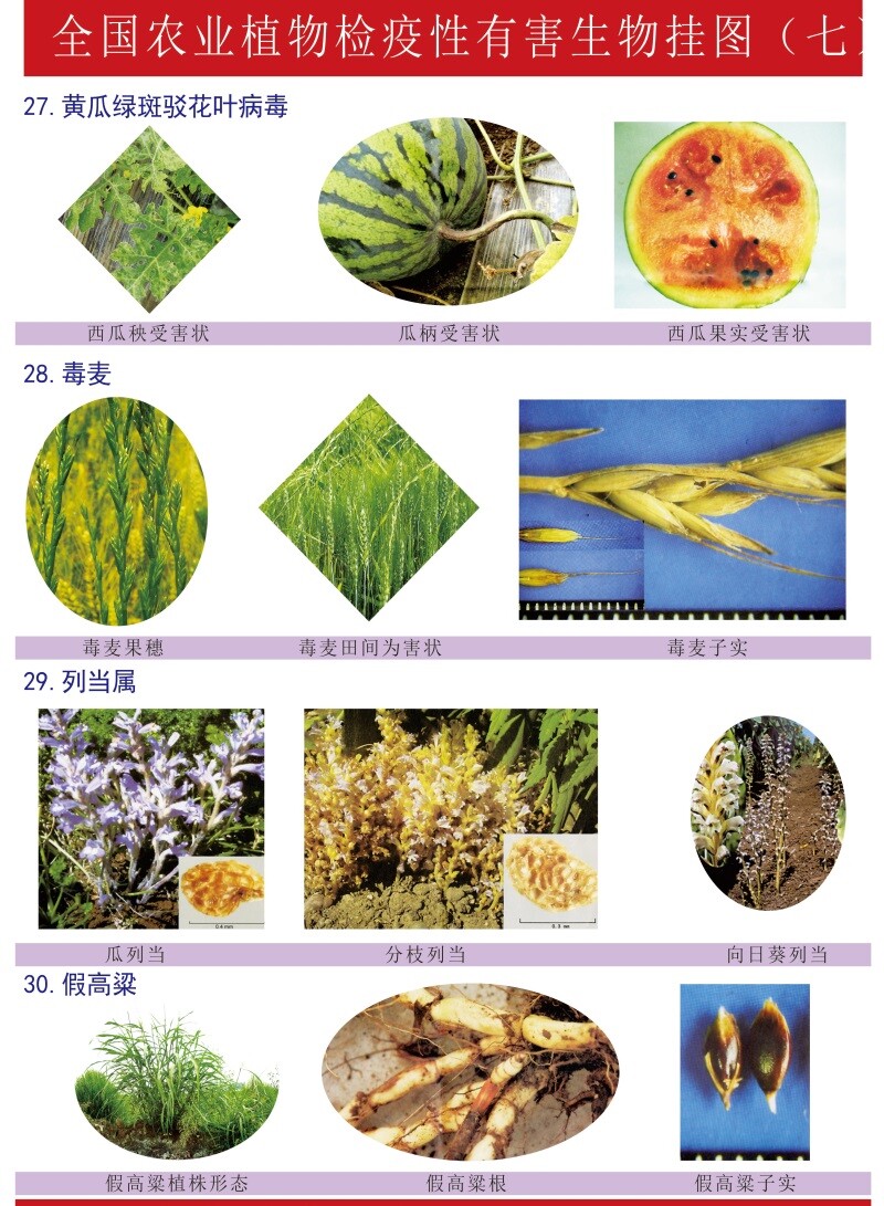病虫害鉴别与图谱防治技术图海报农业植物检疫性有害生物挂图