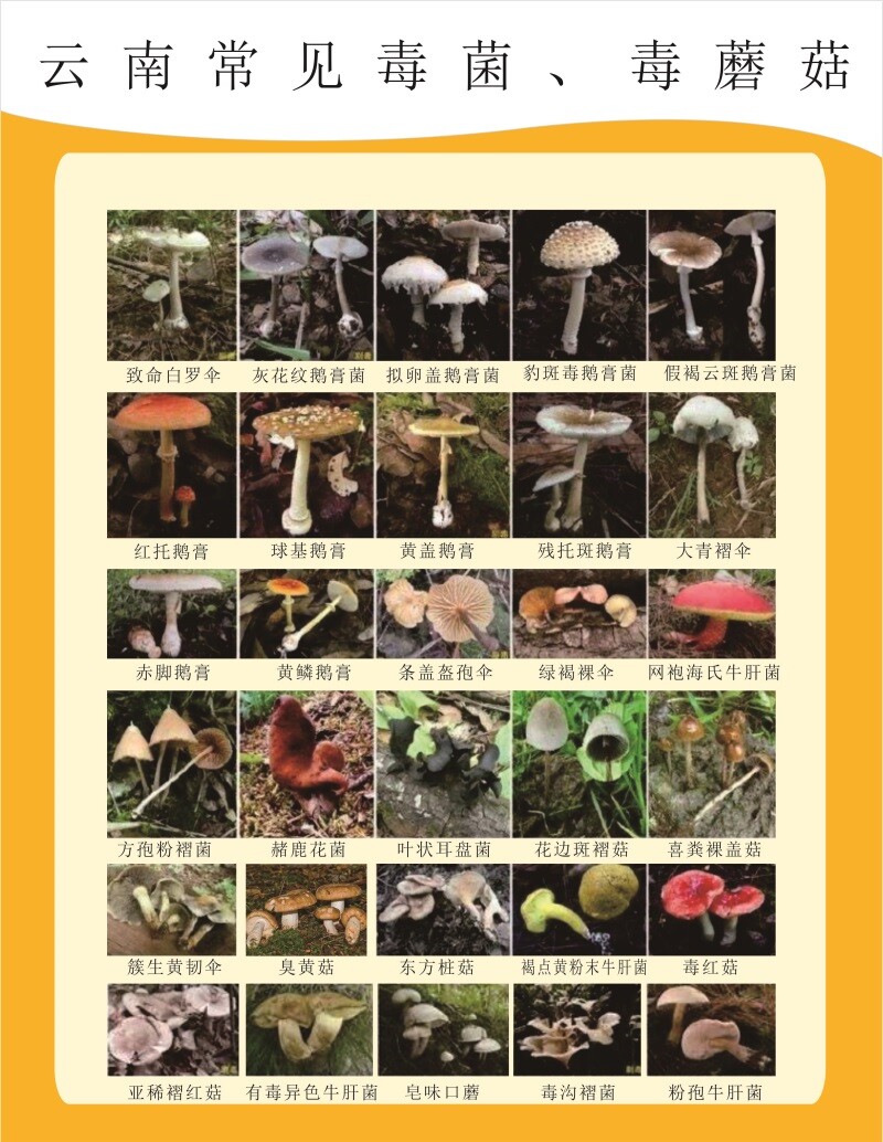 云南野生菌可食用蘑菇品种类介绍酒楼饭店宣传栏海报定制墙贴纸