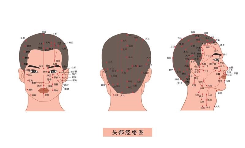 人体头部穴位图海报标准经络面部穴位挂画面诊图中医养生经络穴位