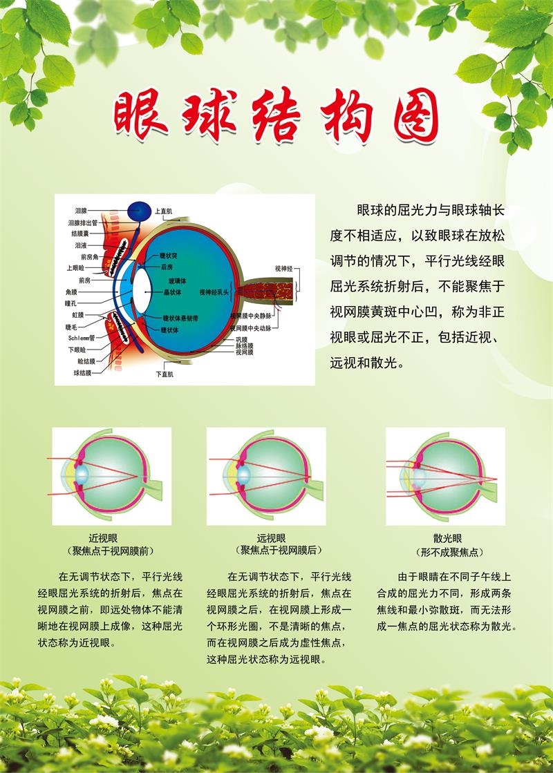 眼球结构图解剖图挂图 人体眼部肌肉血管结构图医院医学宣传海报