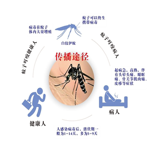 预防登革热宣传海报挂图墙贴自粘宣传展板墙贴挂图KT板