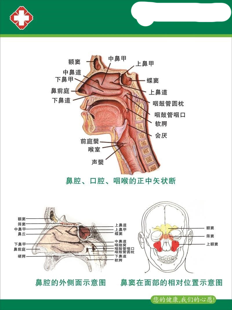耳鼻喉解剖示意图海报耳朵结构挂图鼻腔病变示意图咽喉疾病墙贴纸