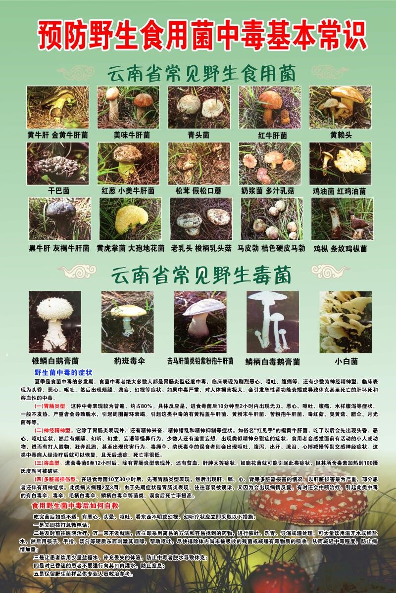 预防野生食用菌中毒基本常识展板严防野生菌中毒禁止采食毒蘑菇