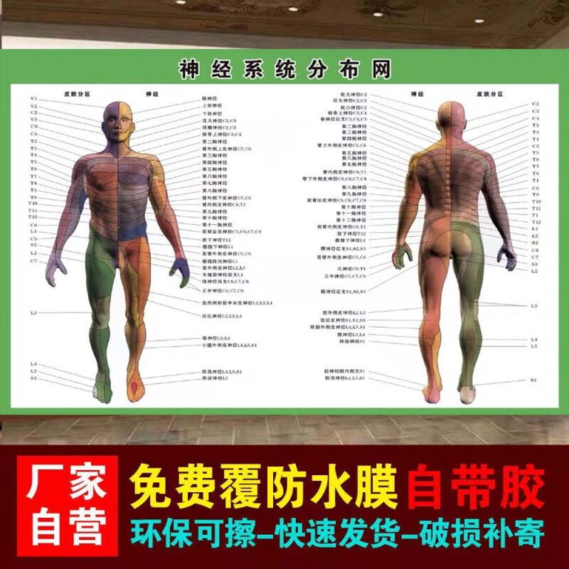 神经系统分布网示意图正背面医学宣传挂图人体器官解剖图挂图墙贴