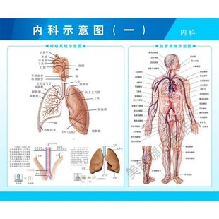 人体消化内科器官结构图及疾病示意图 医院消化内科海报展板挂图