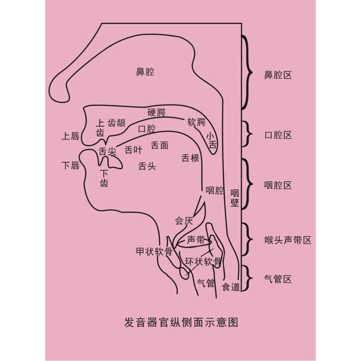 发音器官纵面示意图海报展板耳鼻喉解剖示意图鼻腔鼻侧壁挂图