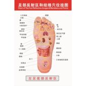 足部反射区和经络穴位挂图足疗店洗脚店海报左足底部反射区墙贴纸